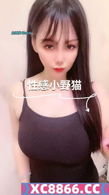 洪山区小野猫